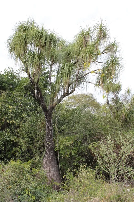 Ponytail palm (Beaucarnea recurvata)