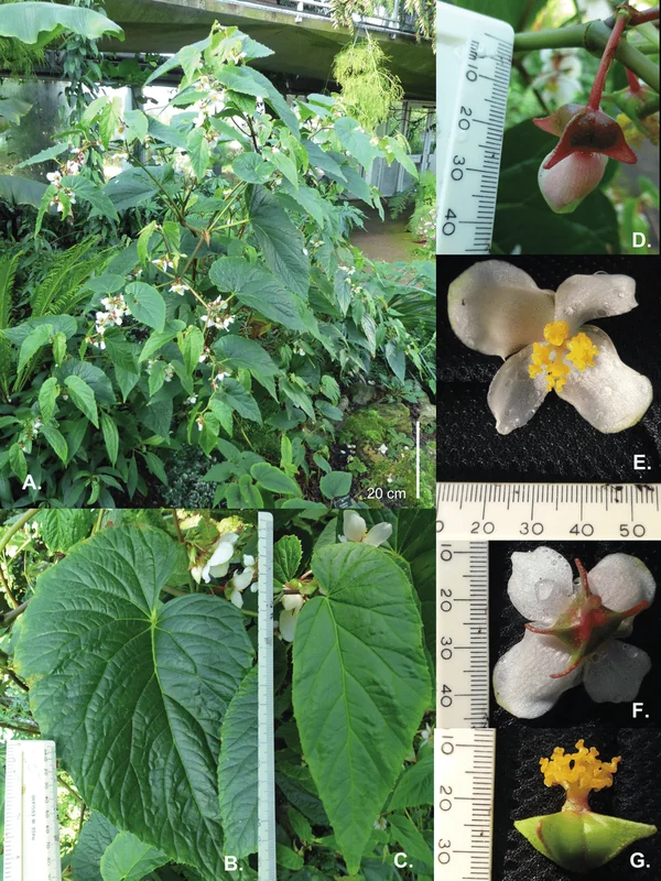 Begonia acetosella velvety hairy leaves with pale pink flower spray