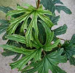 Aconite-leaf Begonia (Begonia aconitifolia)