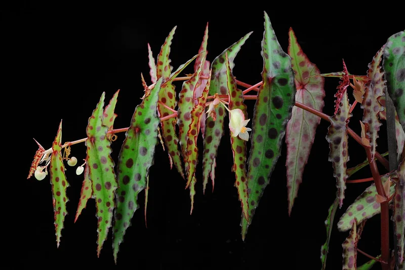 Amphioxus begonia (Begonia amphioxus)
