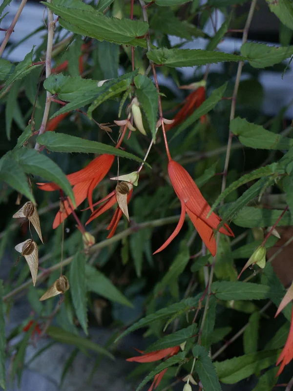 Bolivian Begonia (Begonia boliviensis)