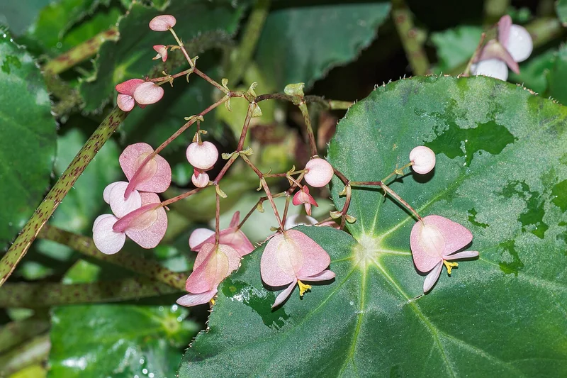 Eyelash begonia (Begonia bowerae)
