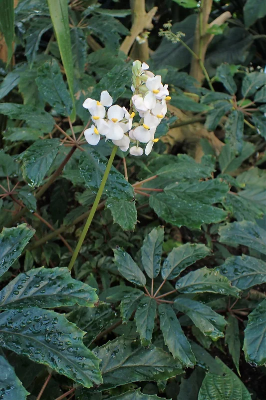 Begonia carolineifolia large palmate compound leaves with narrow radiating leaflets