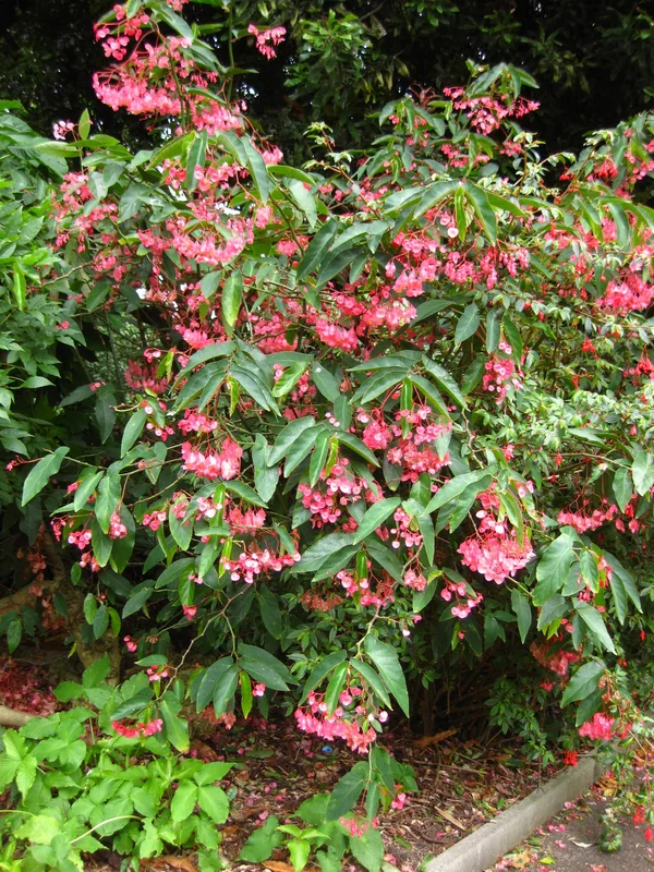 Angel Wing Begonia (Begonia coccinea)