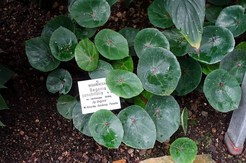 Shell-leaf Begonia (Begonia conchifolia)