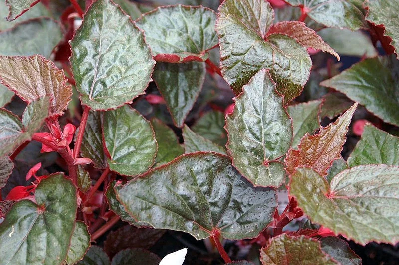 Coral Begonia (Begonia x corallina)