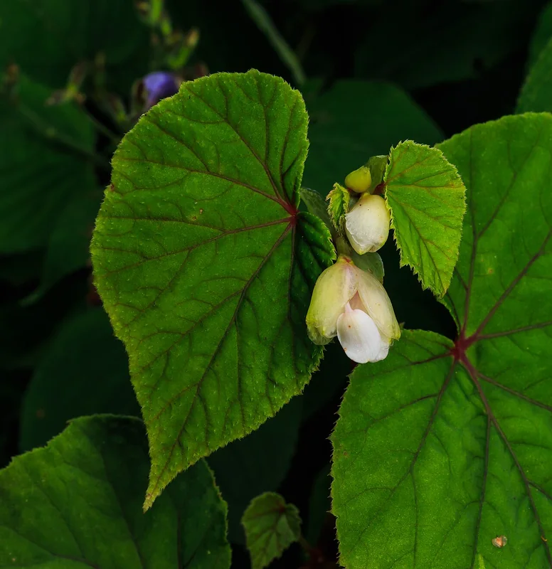 Begonia sp.