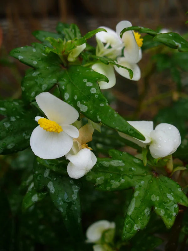 Maple-leaf Begonia (Begonia dregei)