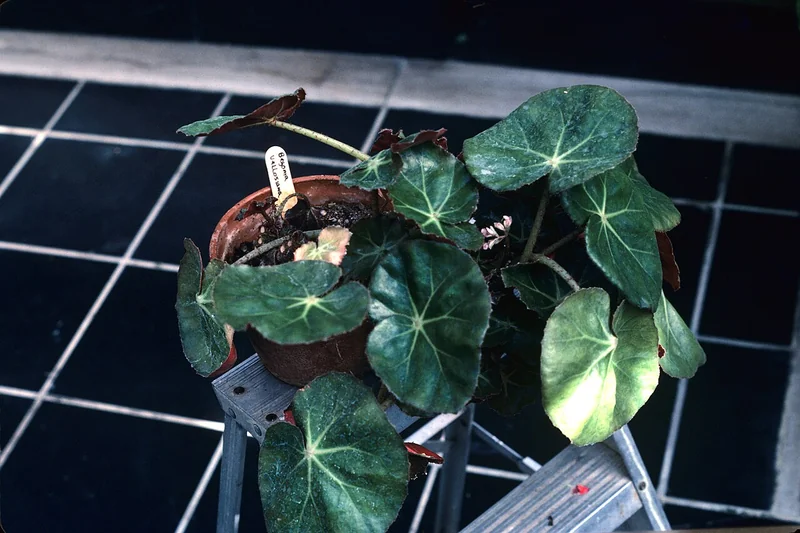 Beefsteak Begonia (Begonia x erythrophylla)