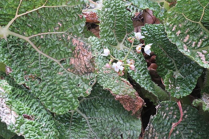 Begonia gehrtii cane stems with large spotted leaves and coral-pink flower clusters