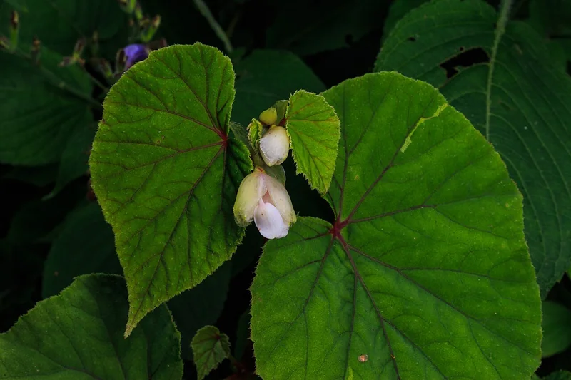 Hardy Begonia (Begonia grandis)