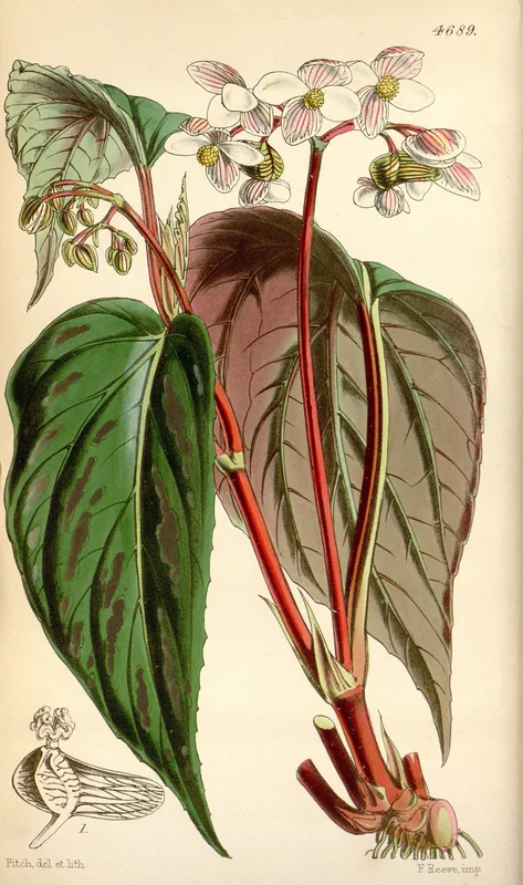 Begonia hatacoa softly hairy medium-green leaves with white-pink flower sprays