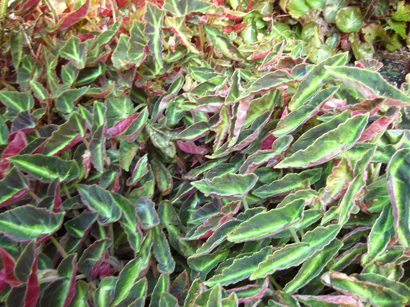 Striped begonia (Begonia listada)