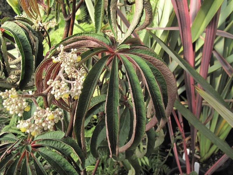Palm Leaf Begonia (Begonia luxurians)