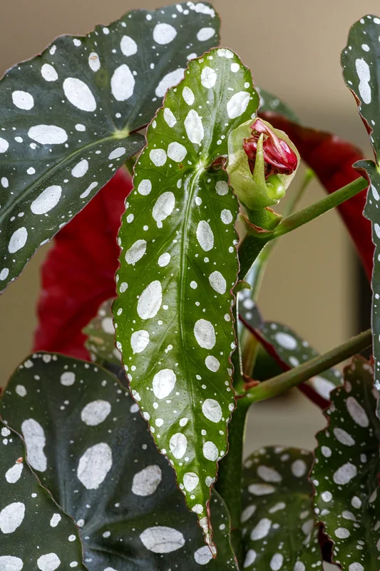 Polka dot begonia (Begonia maculata)