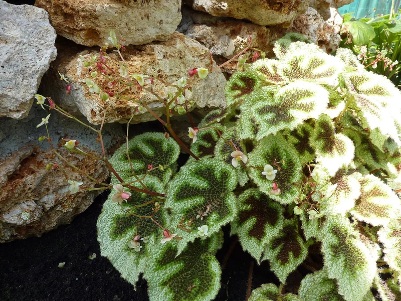 Iron cross begonia (Begonia masoniana)