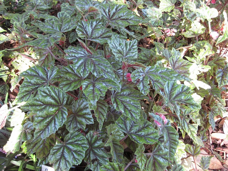 Begonia metallica leaves showing dramatic silver-metallic sheen over olive-green surface with red undersides