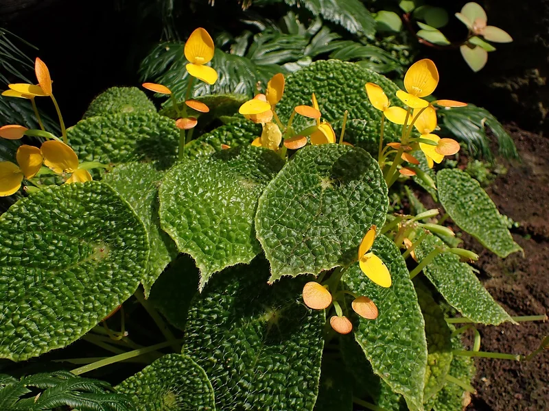 Yellow-Flowered Begonia (Begonia microsperma)