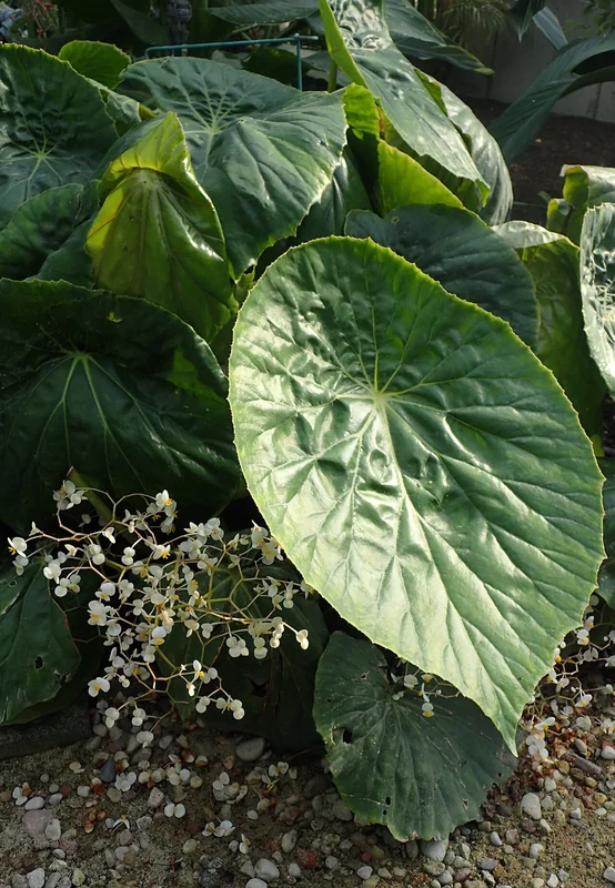 Lily Pad Begonia (Begonia nelumbiifolia)