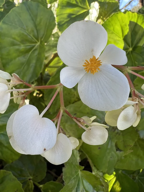 Begonia obliqua upright stems with glossy asymmetric leaves and loose sprays of white-pink flowers