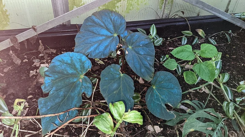 Peacock Begonia (Begonia pavonina)