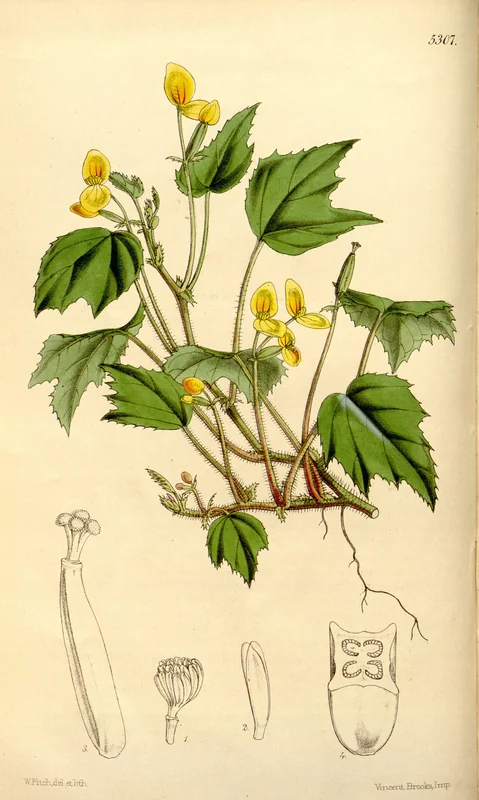Begonia prismatocarpa tiny creeping plant with bright golden-yellow flowers above small round green leaves