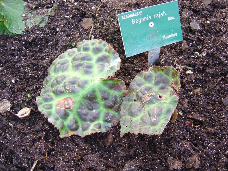 Begonia rajah dark olive-black puckered leaf with iridescent yellow-green spots arranged along veins