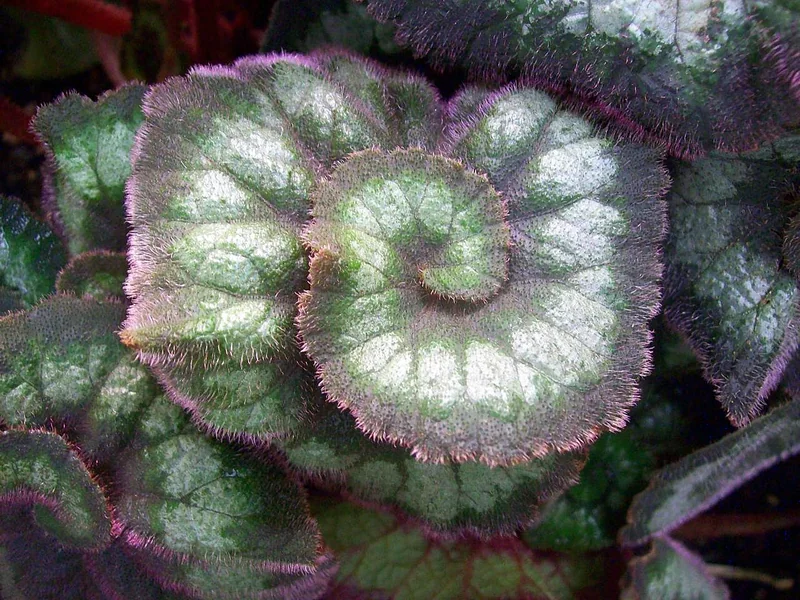 Painted-Leaf Rex Begonia (Begonia rex-cultorum)