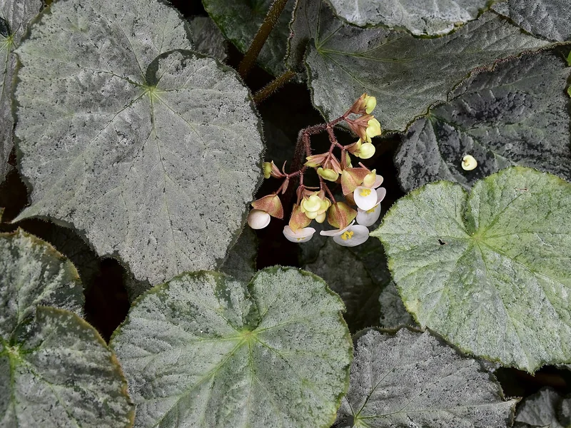 Rex begonia (Begonia rex)