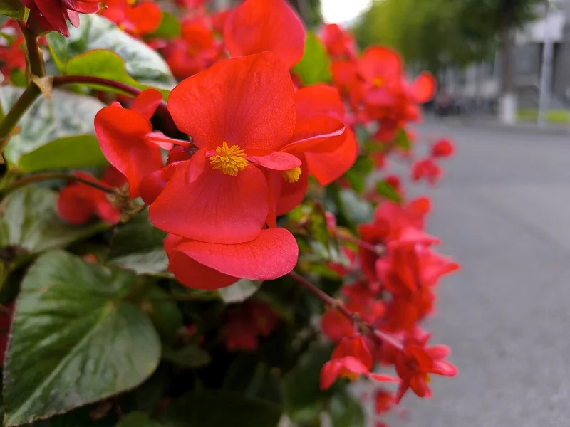 Wax Begonia (Begonia semperflorens-cultorum)