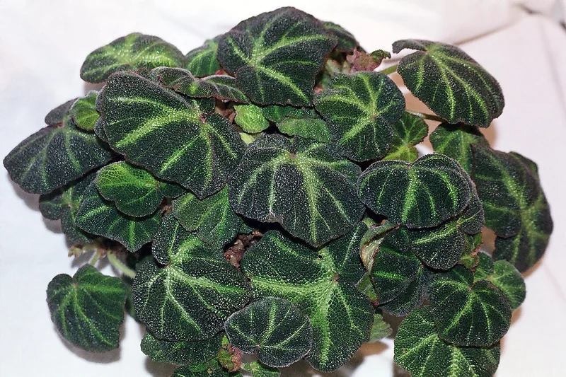 Sun-loving begonia (Begonia soli-mutata)