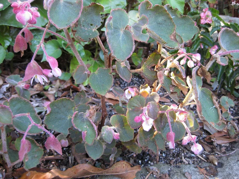 Begonia subvillosa compact upright plant with softly hairy bronze-green leaves