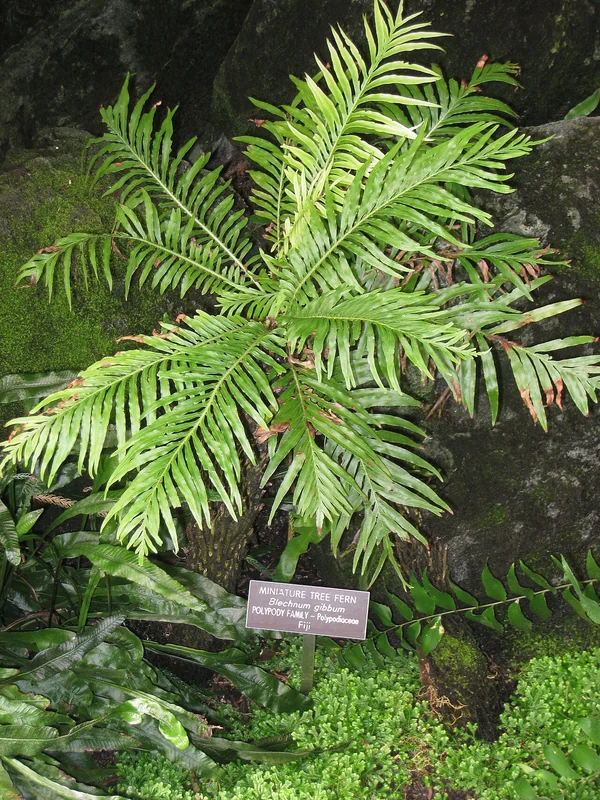 Blechnum gibbum silver lady fern with developing trunk and arching fronds