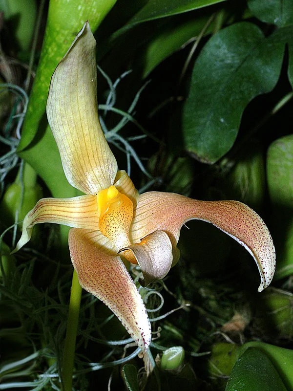 Bulbophyllum lobbii large solitary flower showing cream petals with purple-brown striping and oscillating lip