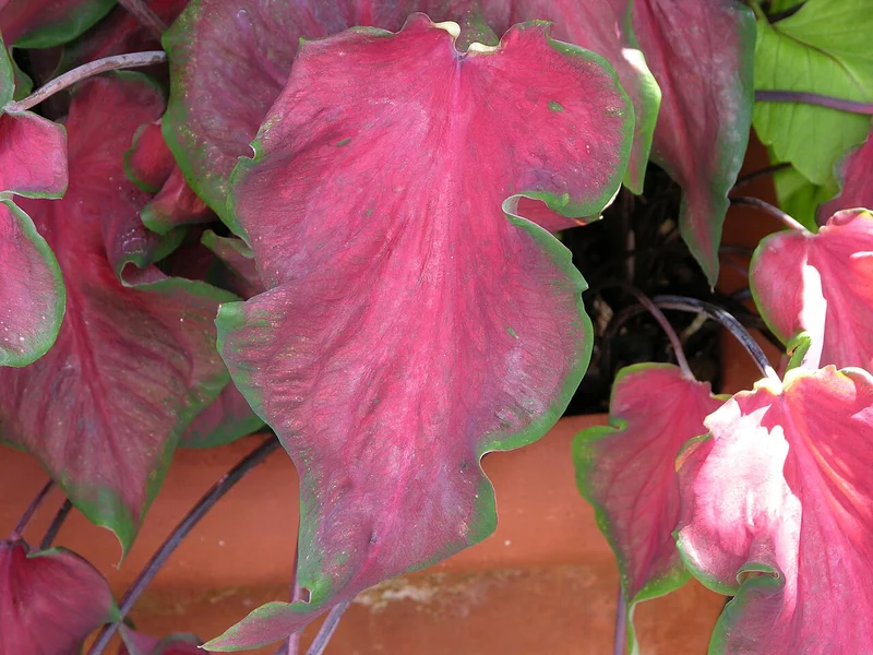 Heart of Jesus (Caladium bicolor)