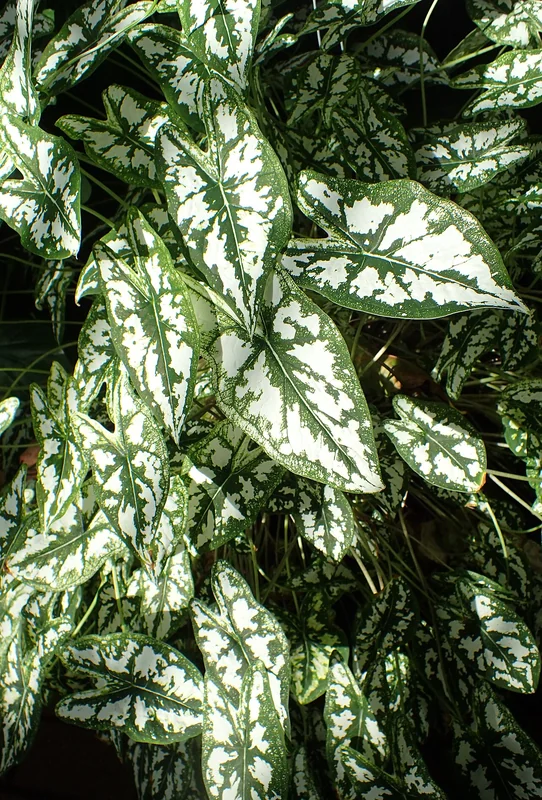 Miniature Caladium (Caladium humboldtii)