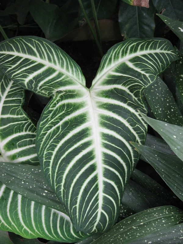White Vein Caladium (Caladium lindenii)