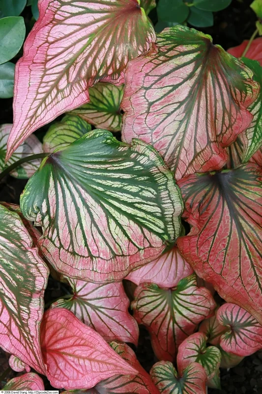 Thai Beauty Caladium (Caladium bicolor Thai Beauty)