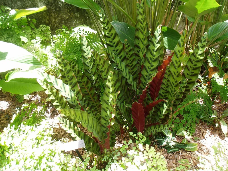 Rattlesnake plant (Goeppertia insignis)