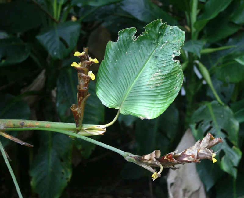 Calathea lutea giant waxy paddle-shaped leaves held on long upright petioles