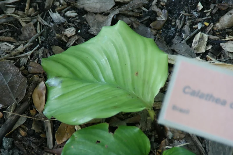 Round-leaf calathea (Goeppertia orbifolia)