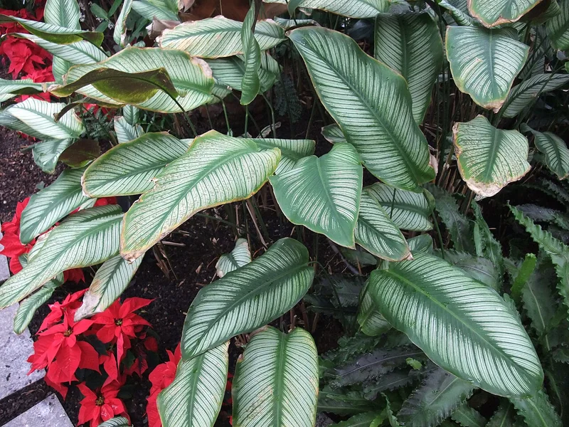 Pinstripe calathea (Goeppertia ornata)