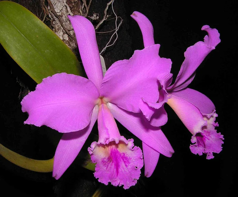 Cattleya labiata large crimson-purple flowers with ruffled darker lip