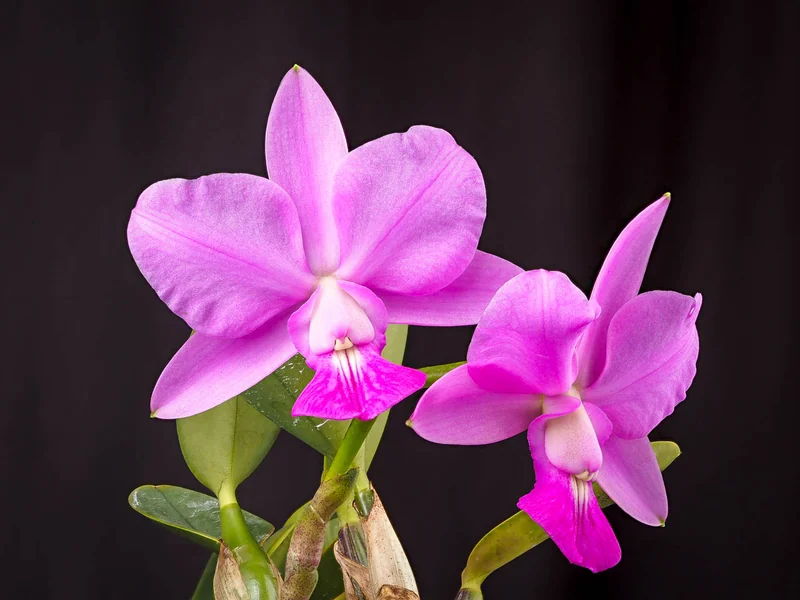 Cattleya walkeriana rich rosy-purple flowers with large ruffled lip on short basal spike