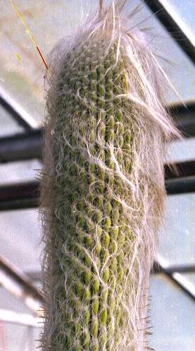 Cephalocereus senilis columnar cactus covered in long white silky-looking hair from base to growing tip