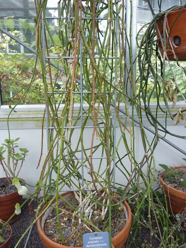 Ceropegia ampliata inflated white and green-striped lantern-shaped flower with fused petal tips