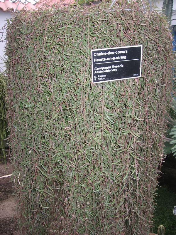 Fountain Vine (Ceropegia linearis)