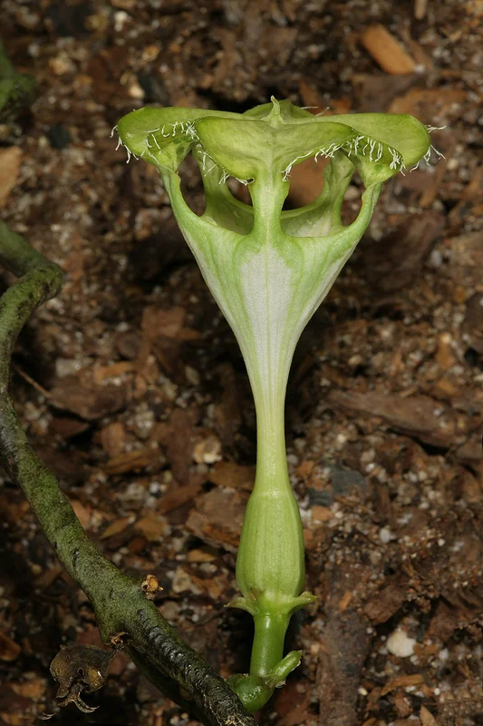 Parachute Plant (Ceropegia sandersonii)