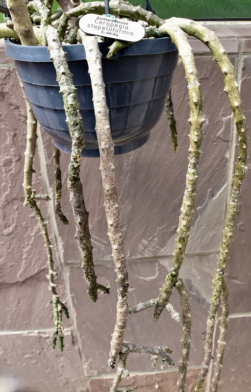 Ceropegia stapeliiformis segmented grey-green mottled snake-like stems coiling across a surface