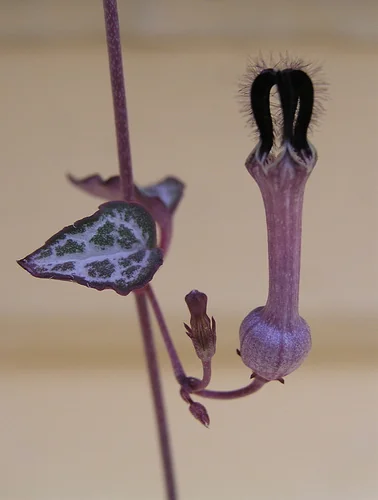 String of Hearts (Ceropegia woodii)